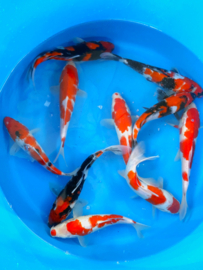 Hirasawa Marusei 27-32cm