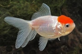 Sluierstaart Oranda Red-Cap 9-12cm *op voorraad*