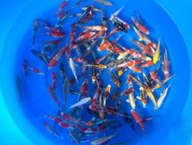 Suda 12-14cm  tosai mix