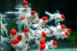 Sluierstaart Oranda Red-Cap 9-12cm *op voorraad*