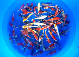 Suda 15-18cm  tosai mix