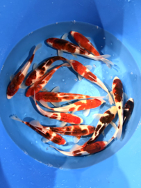 Hirasawa Marusei 24-28cm