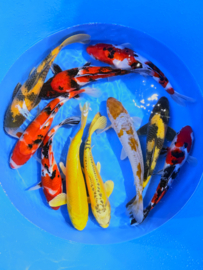 Hirasawa Marusei  32-40 cm
