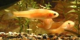 Goudelrits 5-6cm *op voorraad*