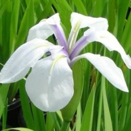 Iris Laevigata 'Snowdrift' / Witte Lis / Kant en klare mand 18x18cm