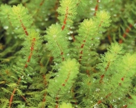 Myriophyllum Brasiliensis / Parelvederkruid / Mand 11x11cm