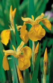 Iris Pseudacorus / Gele lis / Kant en klare mand 18x18cm