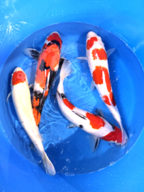 Hirasawa Marusei 45-55cm