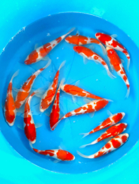 Hirasawa Marusei 22-27cm