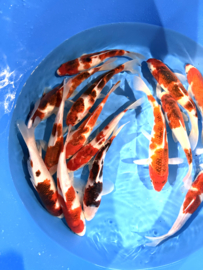 Hirasawa Marusei 24-28cm