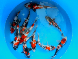 Hirasawa Marusei 27-32cm