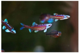 Rainbow shiner, Regenboog winde, Notropis Chrosomus