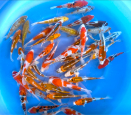 Fukasawa (Oofuchi) 18-21cm