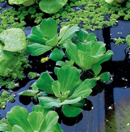 Pistia Stratiotes / Watersla / XL Beker