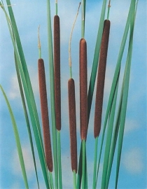 Typha Angustifolia / Kleine Lisdodde / Pot 9x9cm