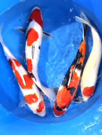 Hirasawa Marusei 45-55cm