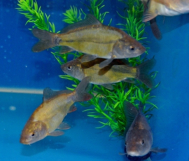 Schubkarpers, Spiegelkarpers, Leder karpers 12-15cm