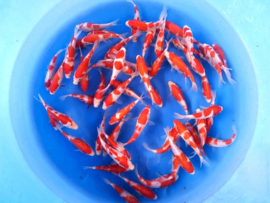 Marudo 12-15cm  Kohaku mix 