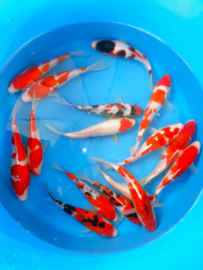 Hirasawa Marusei 22-27cm