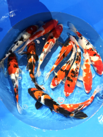 Hirasawa Marusei 30-37cm