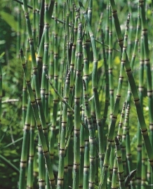 Equisetum Japonicum / Japanse Holpijp  / Pot 9x9cm