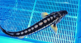 Diamant steur 35-40cm