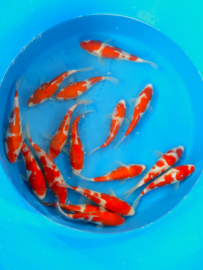 Hirasawa Marusei 22-27cm