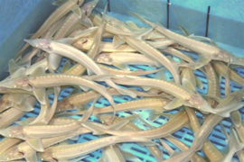 Albino Steur 30-35 cm *op voorraad*