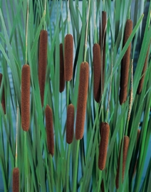 Typha Latifolia / Grote lisdodde / Kant en klare mand 18x18cm