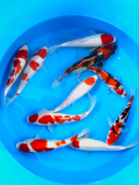 Hirasawa Marusei 27-32cm