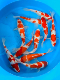 Hirasawa Marusei 27-32cm