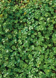 Hydrocotyle 'Nova Zealandiae' / Waternavel / Mand 11x11cm