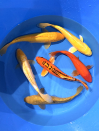 Hirasawa Marusei  32-37 cm