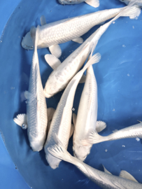 Yamasan  Platina Ogon 33-37 cm