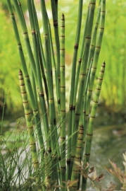 Equisetum Japonicum / Japanse Holpijp / Kant en klare mand 18x18cm