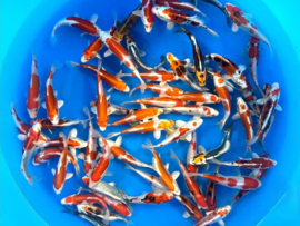 Marusaka 15-18cm  tosai mix