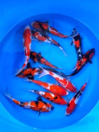 Hirasawa Marusei 27-32cm