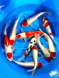 Hirasawa Marusei 29-34cm