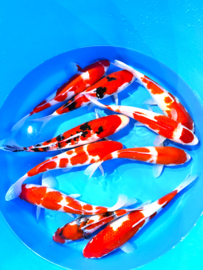 Hirasawa Marusei  32-40 cm