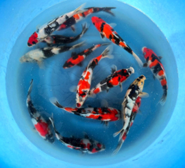 Hirasawa Marusei 28-35cm