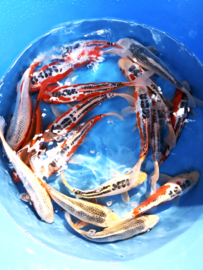 Hirasawa Marusei 24-28cm