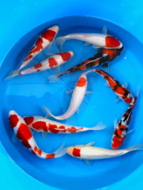 Hirasawa Marusei 27-32cm