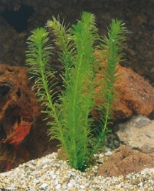 Elodea Densa / Waterpest / XL Beker