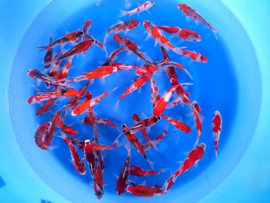 Kanno 13-16cm  Goshiki mix