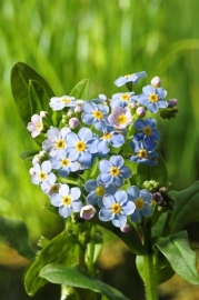 Myosotis Palustris / Moerasvergeet-mij-nietje / Pot 9x9cm