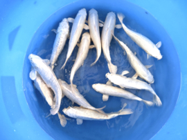 Yamasan  Platina Ogon 33-37 cm