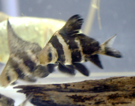 Chinese Wimpel karper