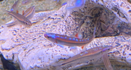 Rainbow shiner, Regenboog winde, Notropis Chrosomus