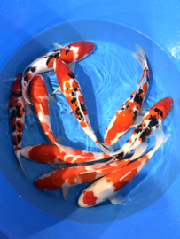 Hirasawa Marusei  32-37 cm