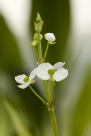 Sagittaria Graminea / Pijlkruid / Pot 9x9cm